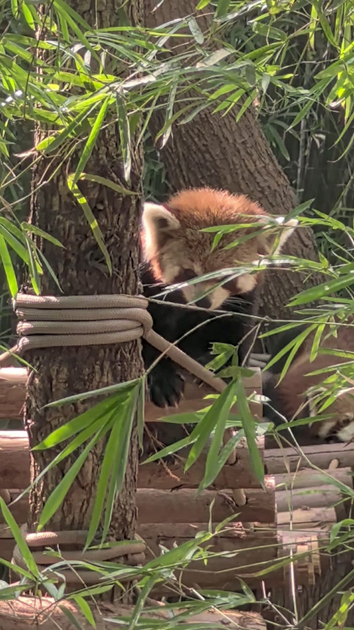 熊猫基地怎么看小熊猫
