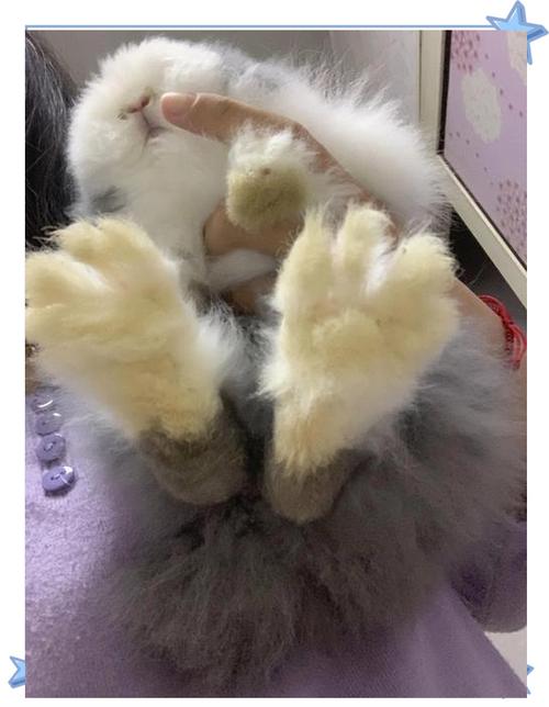 兔子脚底发黄怎么清理