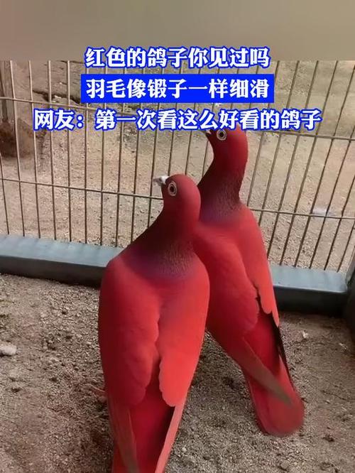 红色的鸽子是什么品种缩略图