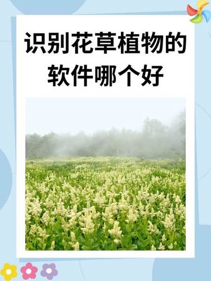 手机植物识别功能在哪