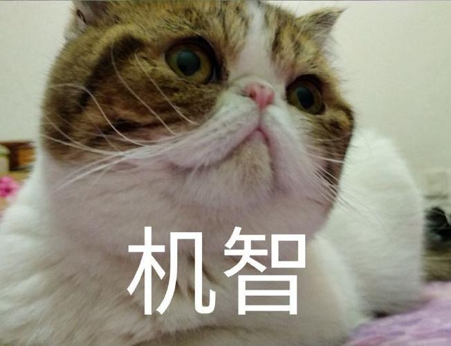 [机智]表情什么意思图标