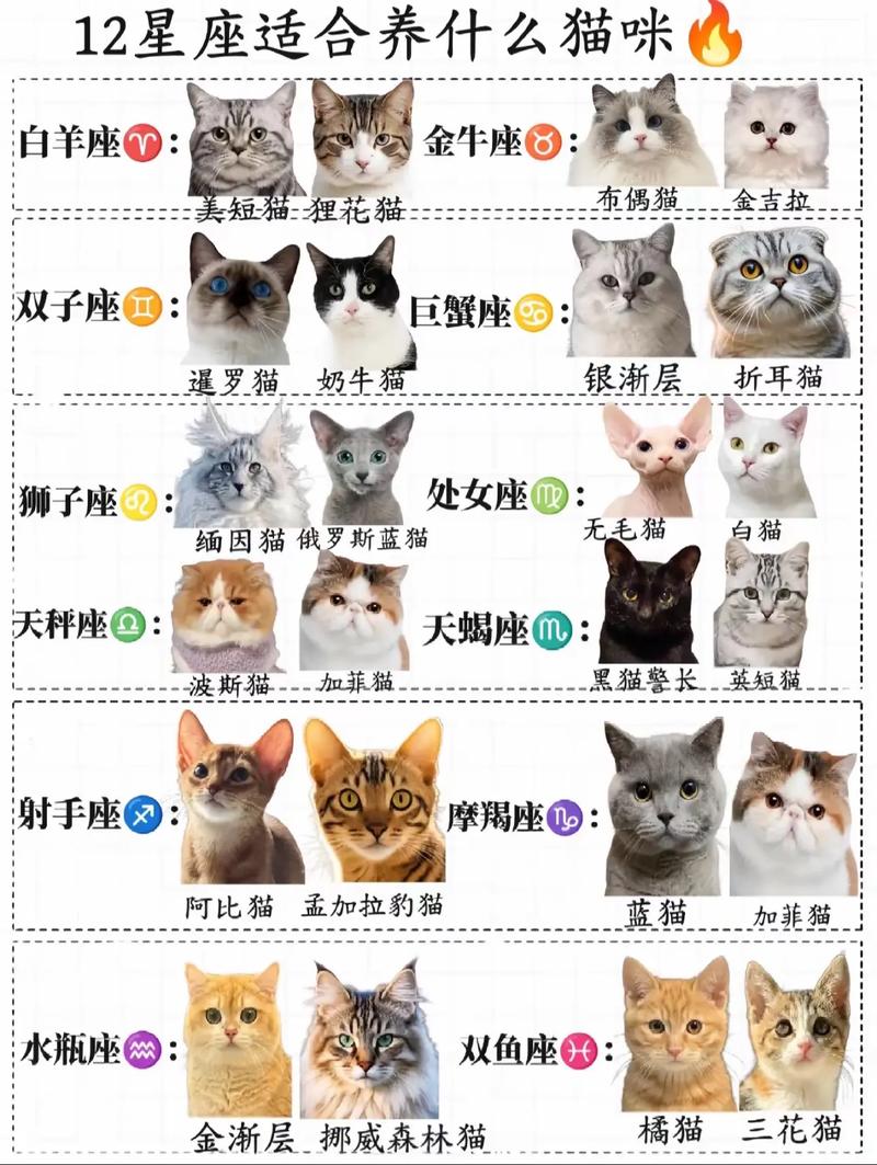 占星猫为什么那么贵