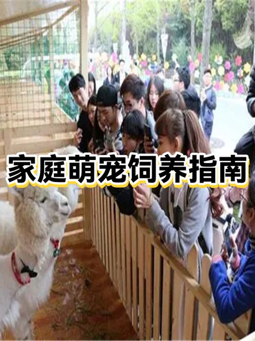 租的公寓可以养猫吗