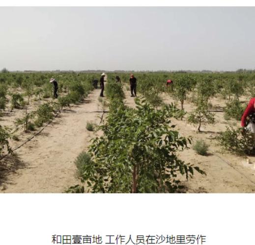 一般植树在什么地方
