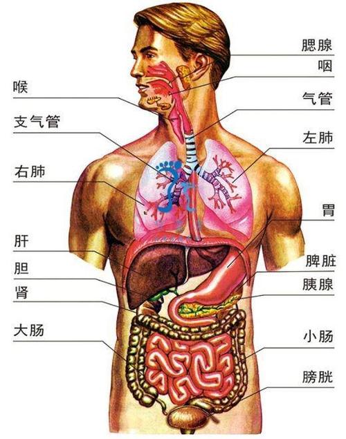 腹腔器官图