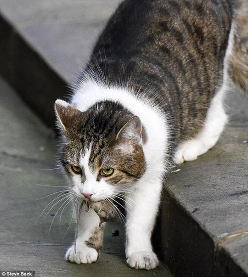 怎么让母猫叫小猫回来