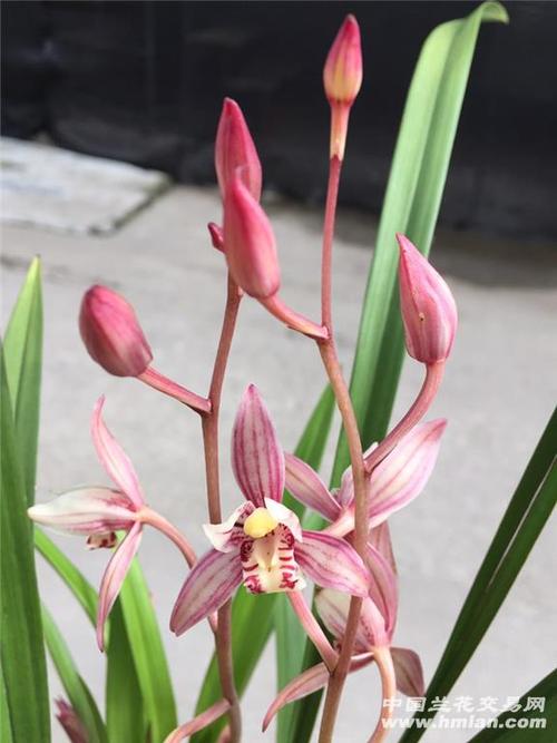 如何做红娘赚花花