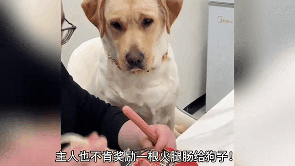 狗不能吃火腿肠的原因