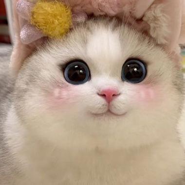 2025最火头像小猫