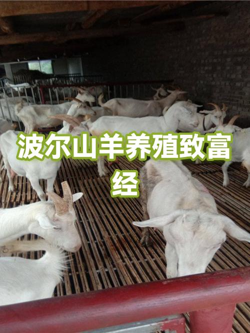 养殖羊赚钱吗