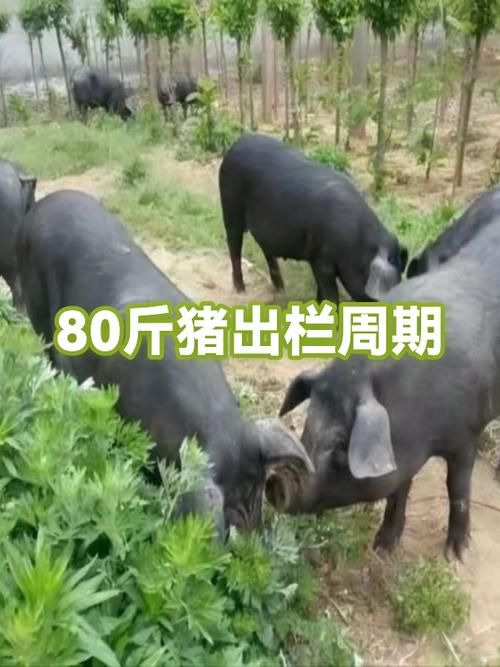一般猪多少斤出栏