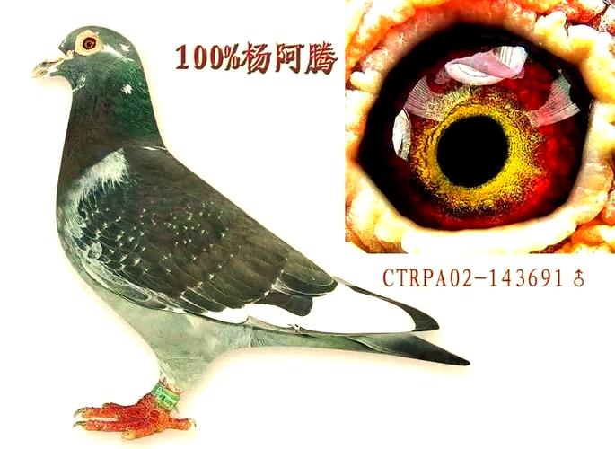 正宗杨阿腾信鸽图片