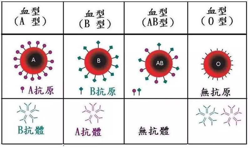 a型血为什么有b型抗体