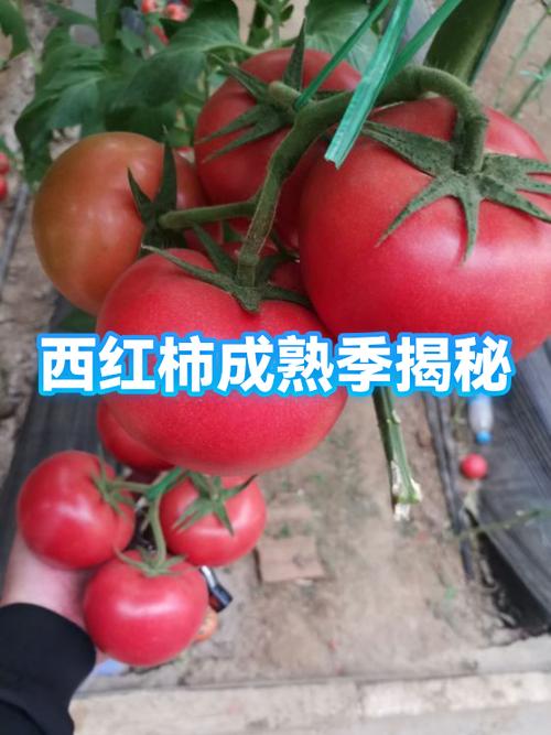 番茄是哪个季节