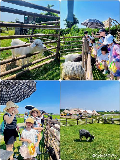 农场里面有小马
