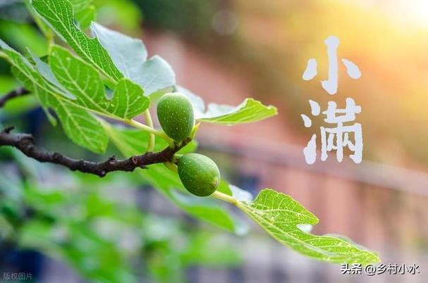小满节气图片大全游戏截图