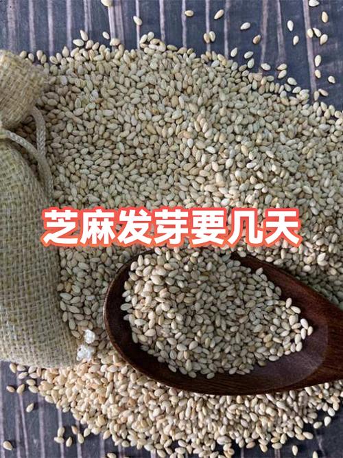 芝麻播种时间及方法