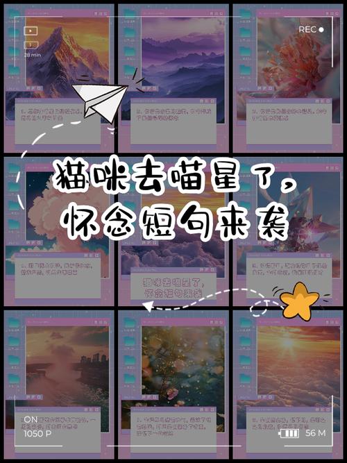 猫去喵星了
