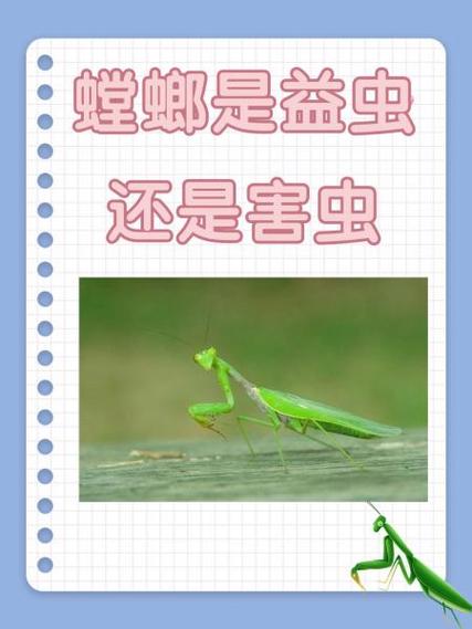 螳螂有什么功能