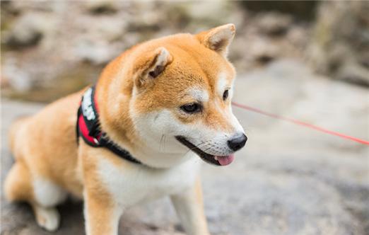 狗狗喉咙里赫赫的声音像有痰一样