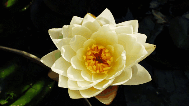 白莲花的弱点