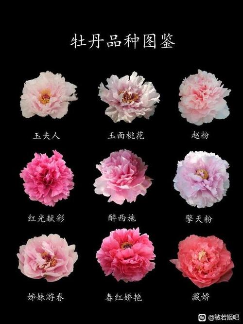 牡丹面类有哪些品种