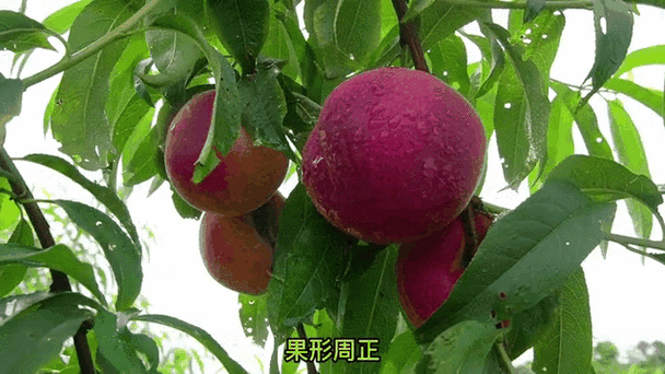 五月桃的功效与作用