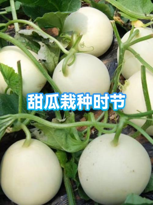 甜瓜什么季节