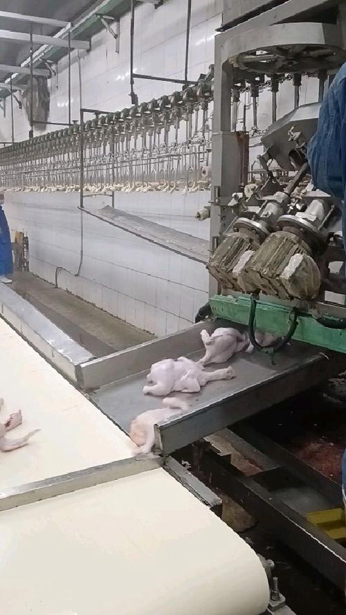 鸡鸭鹅全自动宰杀机视频
