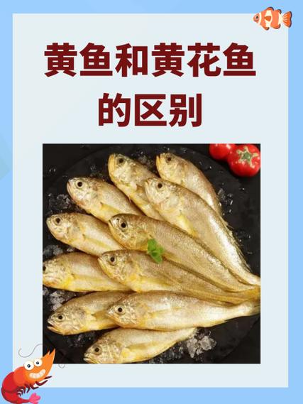药材黄鱼头治头晕吗