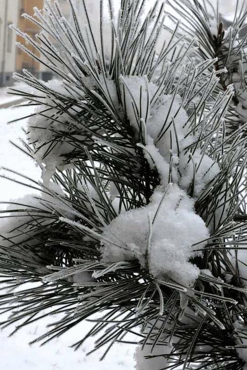 中雪是多大的雪