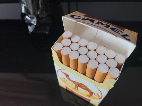 硬黄骆驼图标