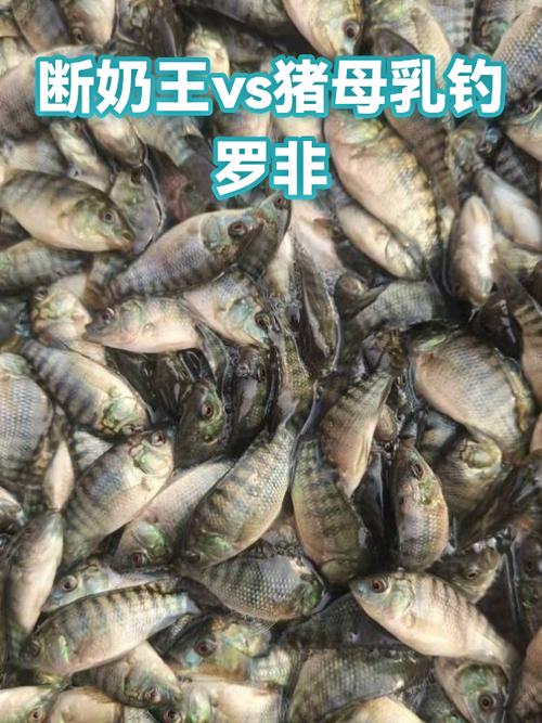 王vs猪