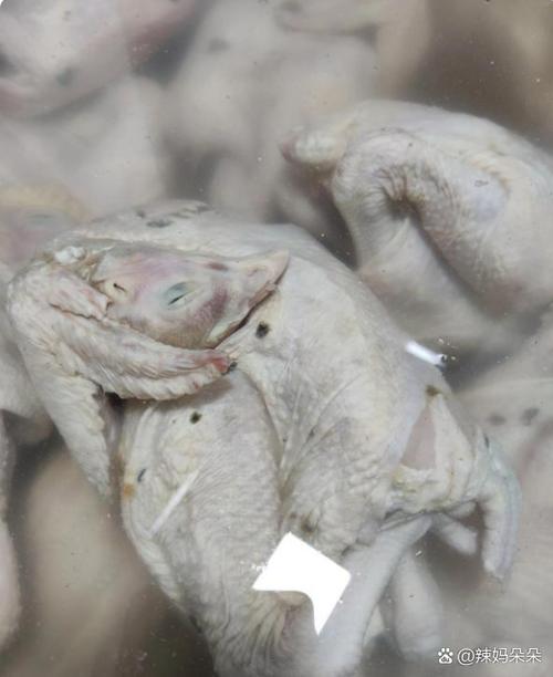 活鸡身上烂了一块能吃吗