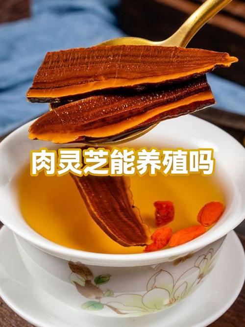 养太岁有什么用