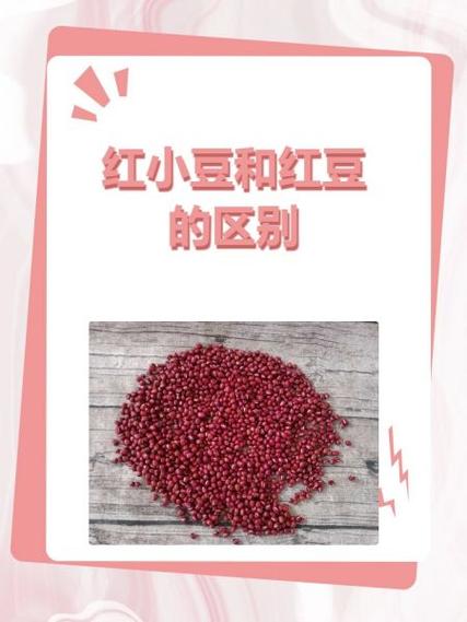 红豆和红小豆是一种豆吗
