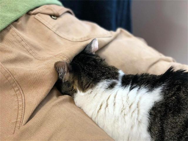 按摩猫趴是什么按摩缩略图