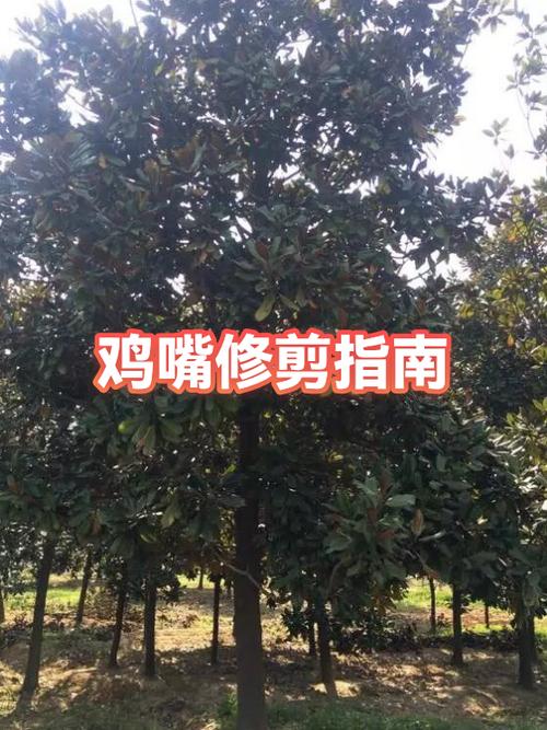 小鸡剪嘴是什么原因缩略图