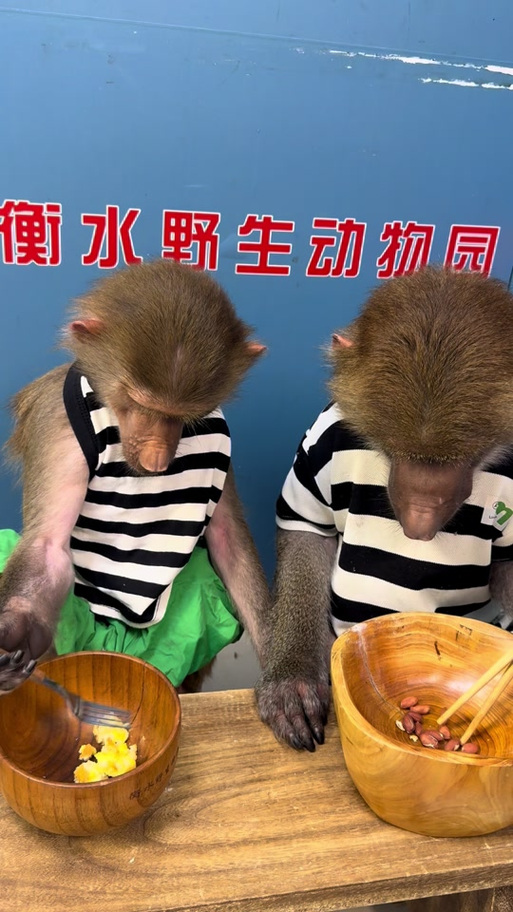 狒狒开动物园(全集)缩略图