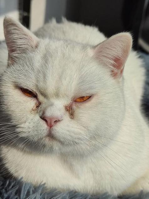 猫喝了生理盐水有事吗