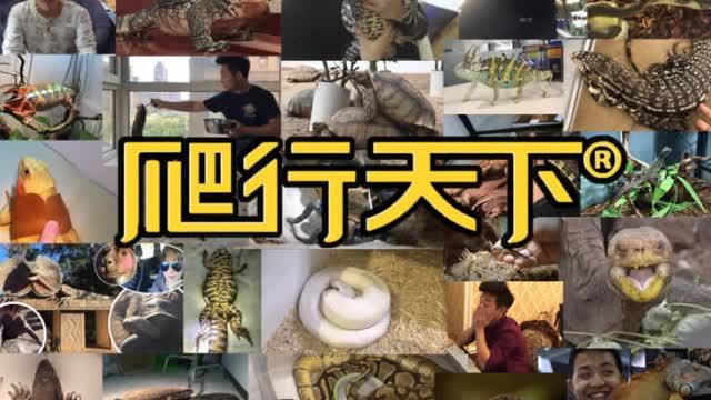 爬行天下视频