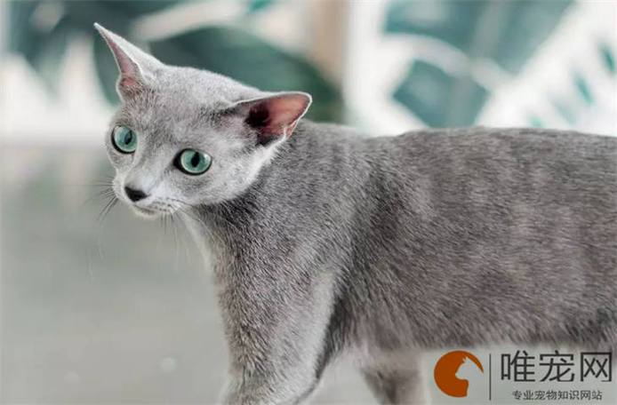 俄罗斯蓝猫好养吗