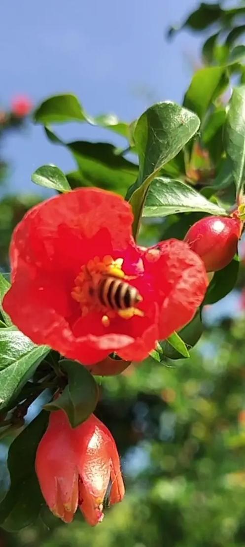 石榴是哪个季节开花的