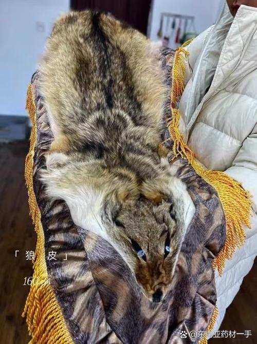 狼的标本风水大忌