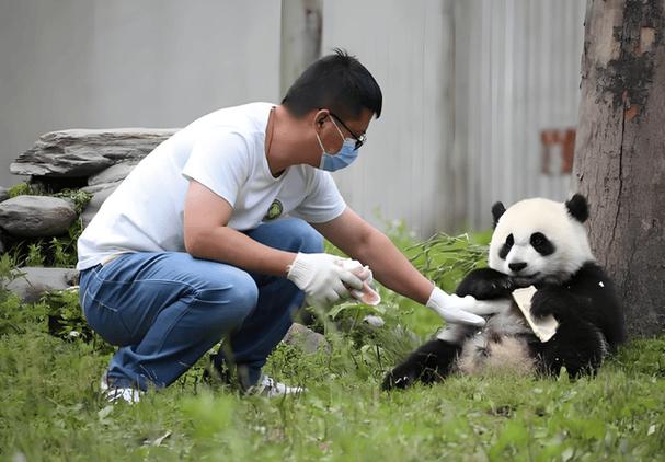 熊猫饲养员条件缩略图
