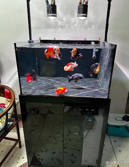 梦见鱼跳出鱼缸要警惕