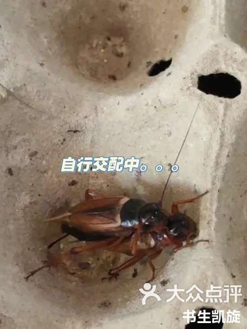 蛐蛐人工饲养繁殖方法