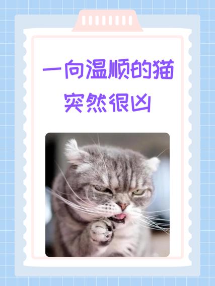 旧猫一直凶新猫怎么办