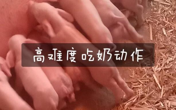 猪猪视频老旧版