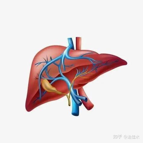 窦前性门脉高压的病因